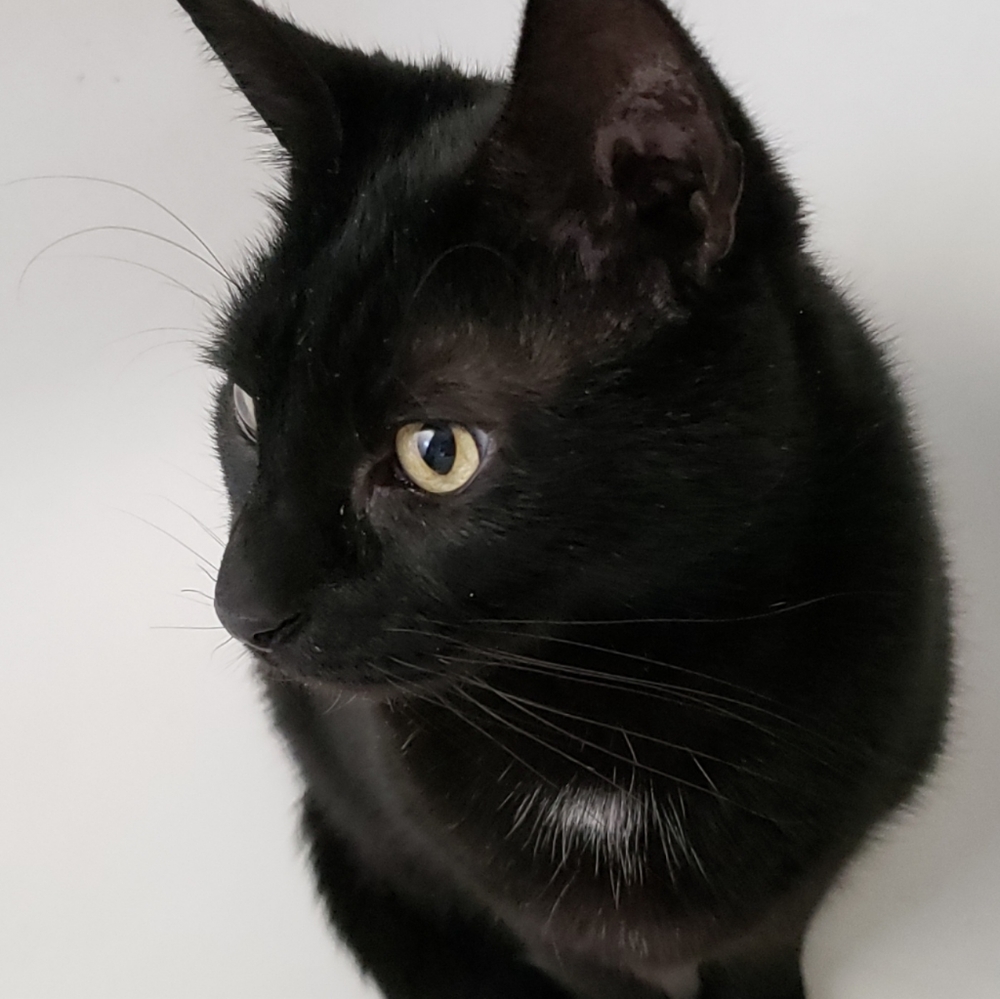 Meet your Posher, Morgan
